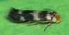 Etainia sp.